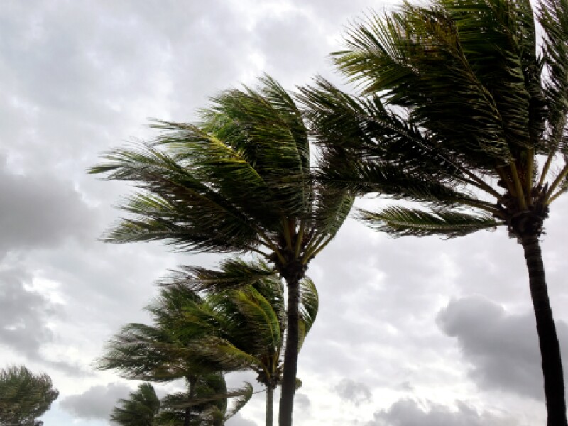 Palm trees blowing in the wind